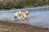 LABRADOR 192